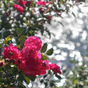 散歩,庭園,花いろいろ,ばら 薔薇 バラ,広い庭の画像