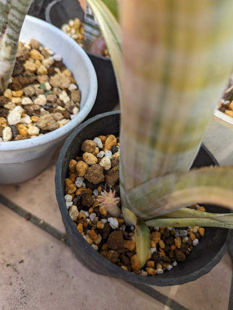 ビルベルギア カーリートップ 子株付き ビルベルギア サングレ 子株