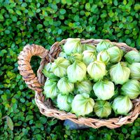 ローゼル,ハイビスカスローゼル,花のある暮らし,☆ワイヤープランツ,ハイビスカスローゼルの実の画像