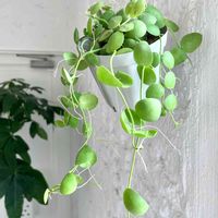 ディスキディア,ディスキディア インブリカータ,観葉植物,ハンギング,キキ　ディスキディアの画像