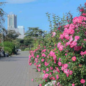 散歩,庭園,花いろいろ,ばら 薔薇 バラ,広い庭の画像