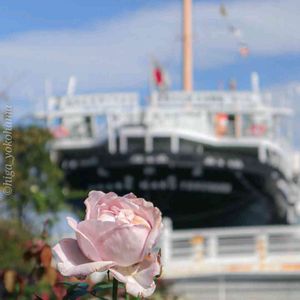 散歩,庭園,花いろいろ,ばら 薔薇 バラ,広い庭の画像