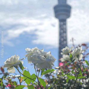 散歩,庭園,花いろいろ,ばら 薔薇 バラ,広い庭の画像