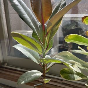 フィカス ルビー,観葉植物,成長記録,ミニ観葉,グリーンのある暮らしの画像