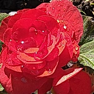 花散歩,真っ赤,球根ベゴニア☆,水滴の水曜日の画像