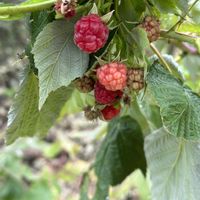 ラズベリー,ラズベリー,ハナミズキの実,ノブドウ,栗の渋皮煮！の画像
