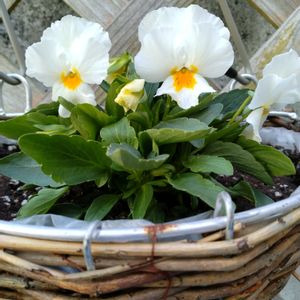 よく咲くスミレ・ミルクセーキ,よく咲くスミレ・ミルクセーキ,ガレージ,白い花♡,フリフリの画像