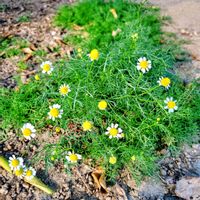 カモミール,ハーブ,花のある暮らし,ハーブ  カモミール  ,広い庭の画像