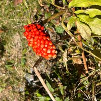 マムシグサ,ムサシアブミの画像