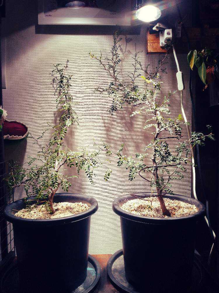 枝振・太さ◎】パキプス 根挿し(3) ☆オペルクリカリア