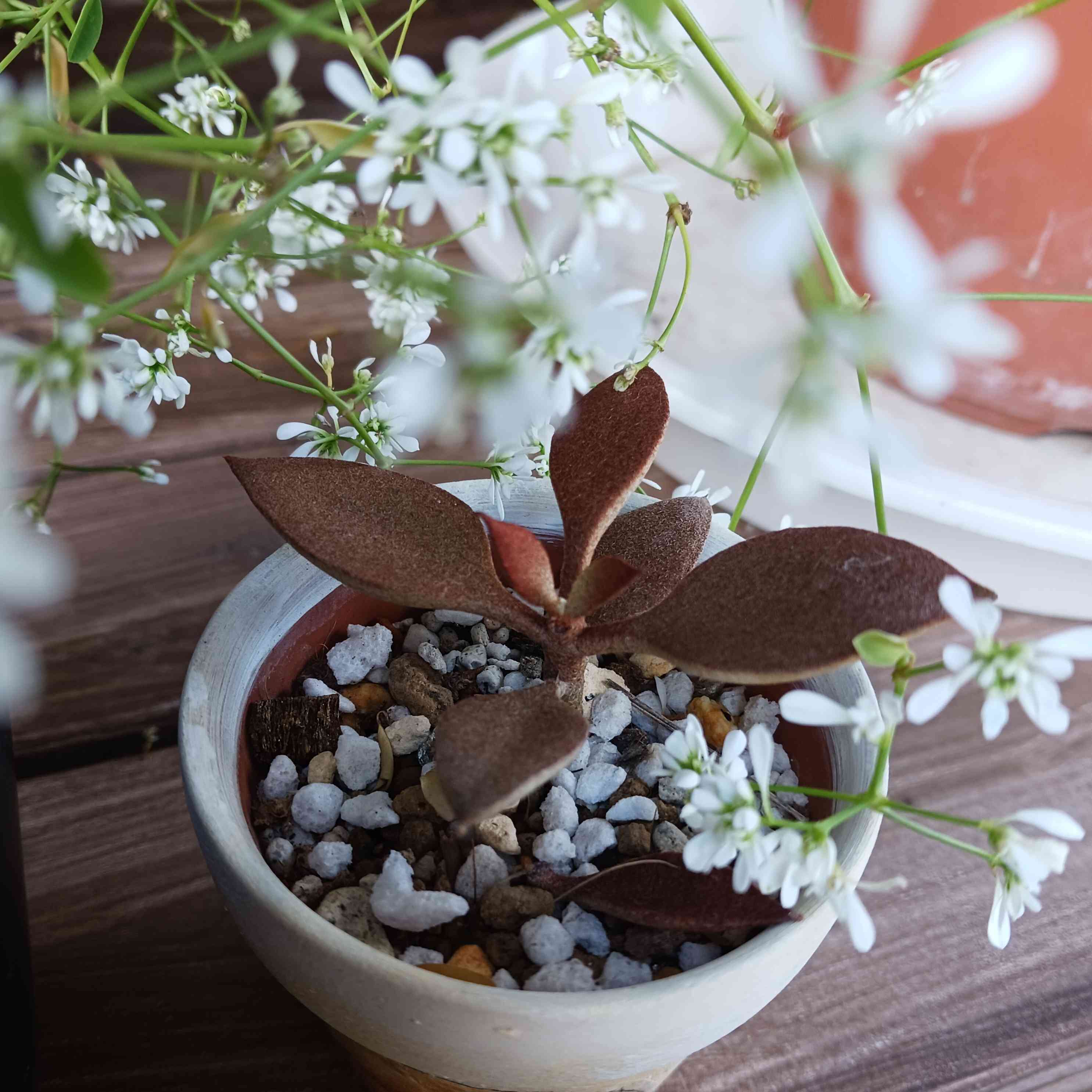 多肉植物】 レア 希少 カランコエ 仙人の扇 観葉植物 - インテリア小物