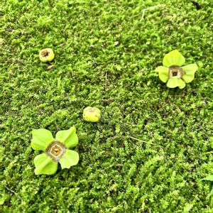 カキ,日本庭園,山野草,雨上がり,花のある暮らしの画像