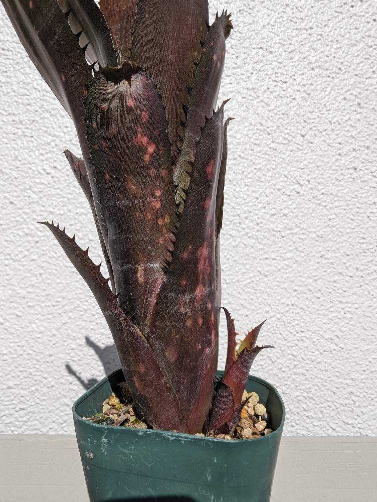 ビルベルギア サングレ 子株付き 2