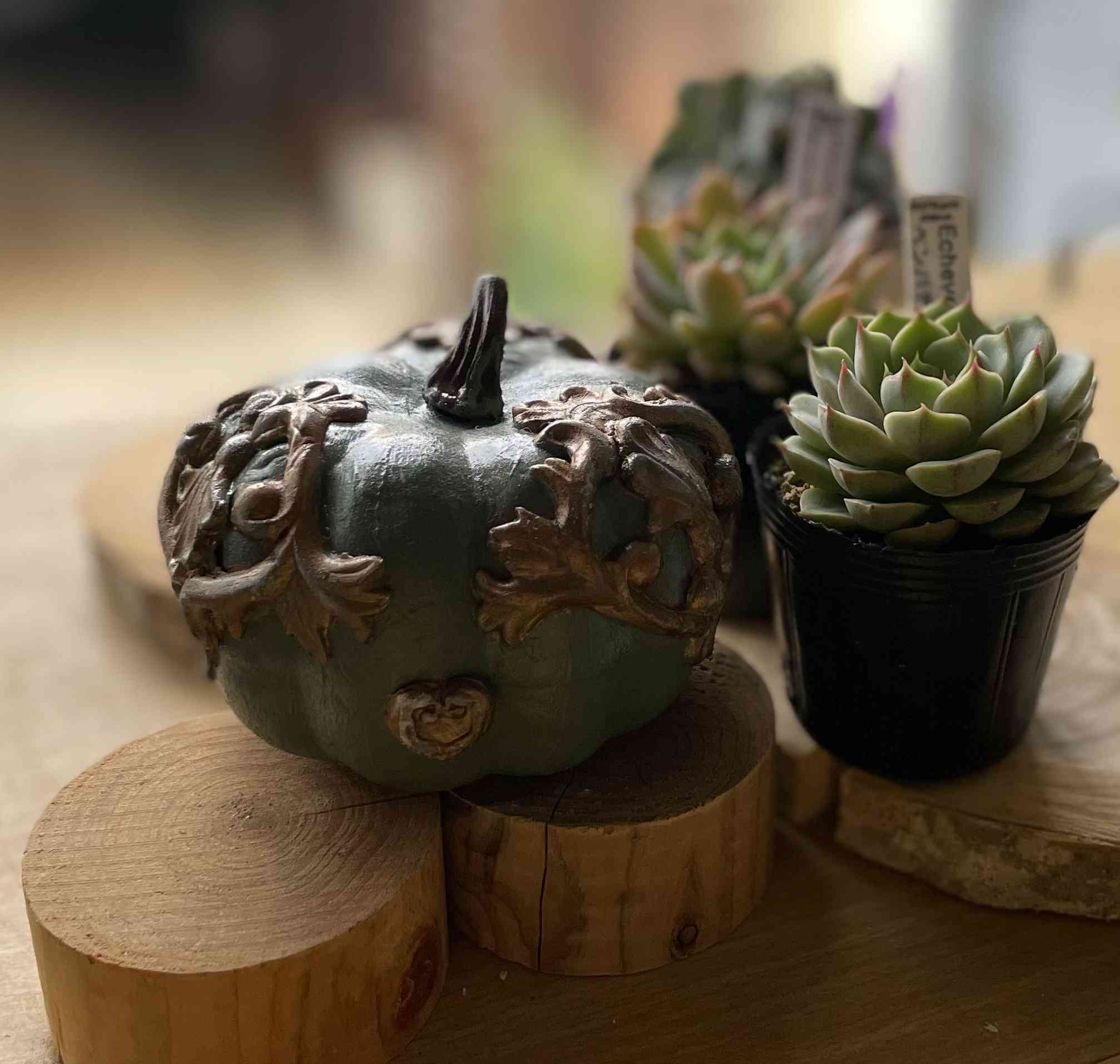 ティッピー×ベンバディス　韓国苗 新発売＊ ベンバディス錦【tawawaハウス苗】 – 多肉植物の通販