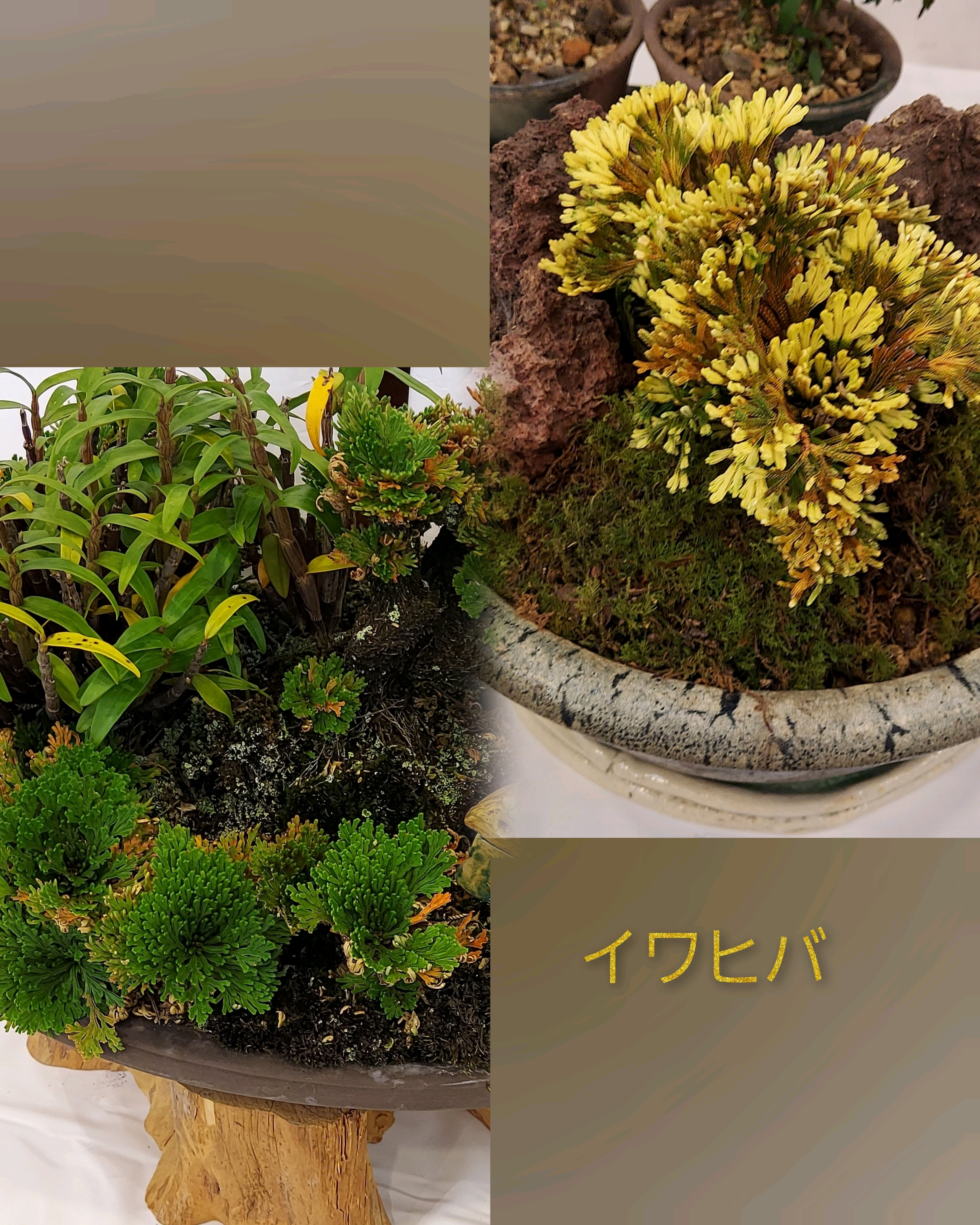 岩松イワヒバ高山植物盆栽2 - 植物/観葉植物