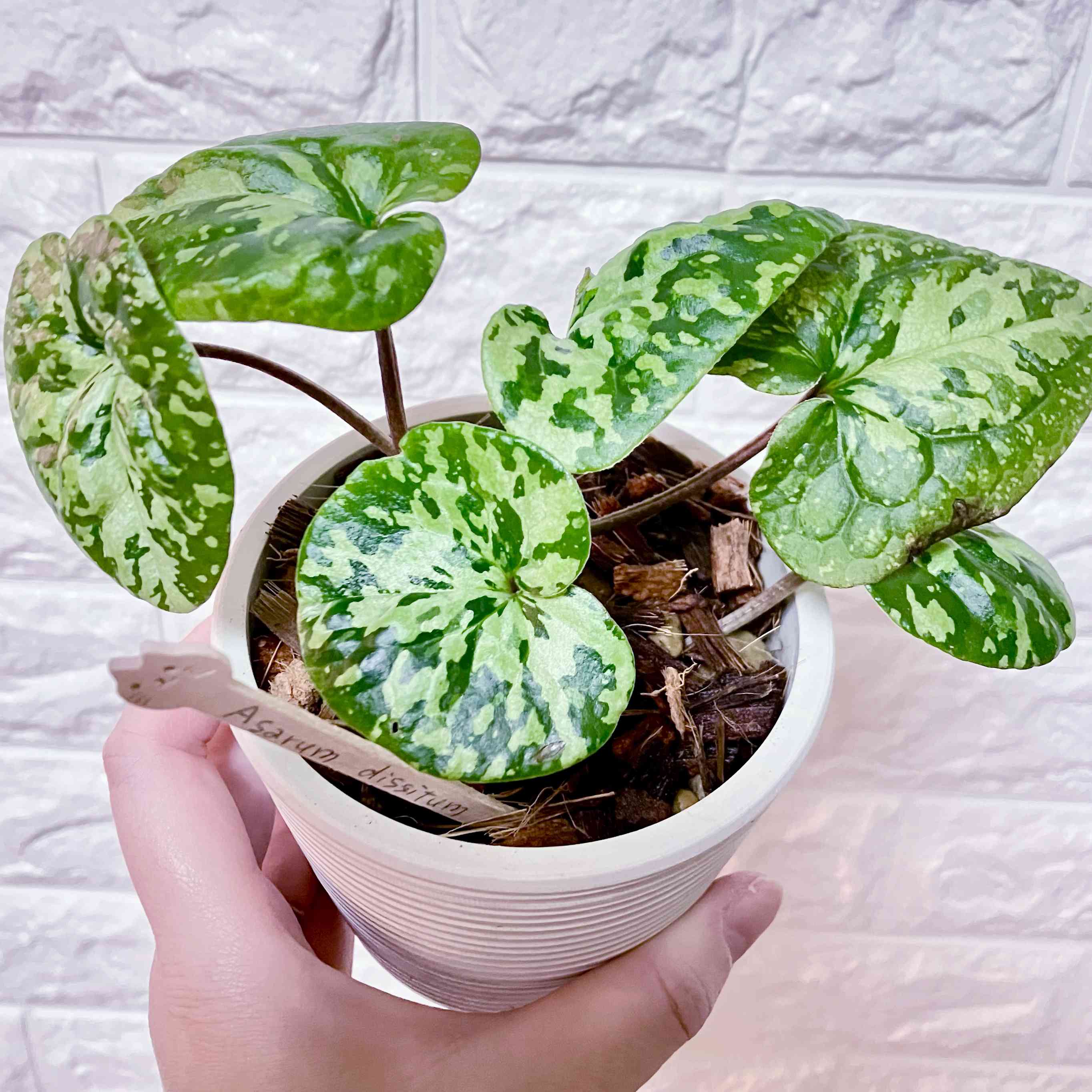 オモロカンアオイの一覧｜🍀GreenSnap（グリーンスナップ）