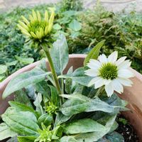 エキナセア,かわいい,楽しみ〜,花のある暮らし,小さな幸せ♡の画像