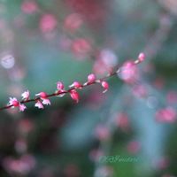 ミズヒキ,ミズヒキ,ミズヒキ（水引）,ミズヒキ（水引）,お庭の画像