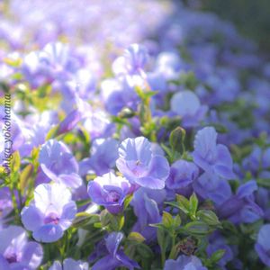 散歩,庭園,花いろいろ,広い庭の画像