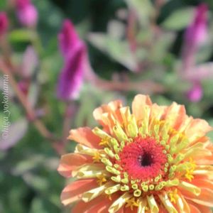 散歩,庭園,花いろいろ,ばら 薔薇 バラ,広い庭の画像