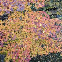 ヤマモミジ,紅葉（こうよう）,北海道,雑木の画像