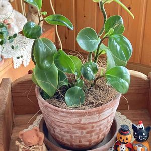 観葉植物,ハロウィン,100均観葉植物,わが家の観葉植物❢,埼玉県の画像