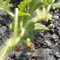 スイカ,果物,癒し,花のある暮らし,植物のある暮らしの画像