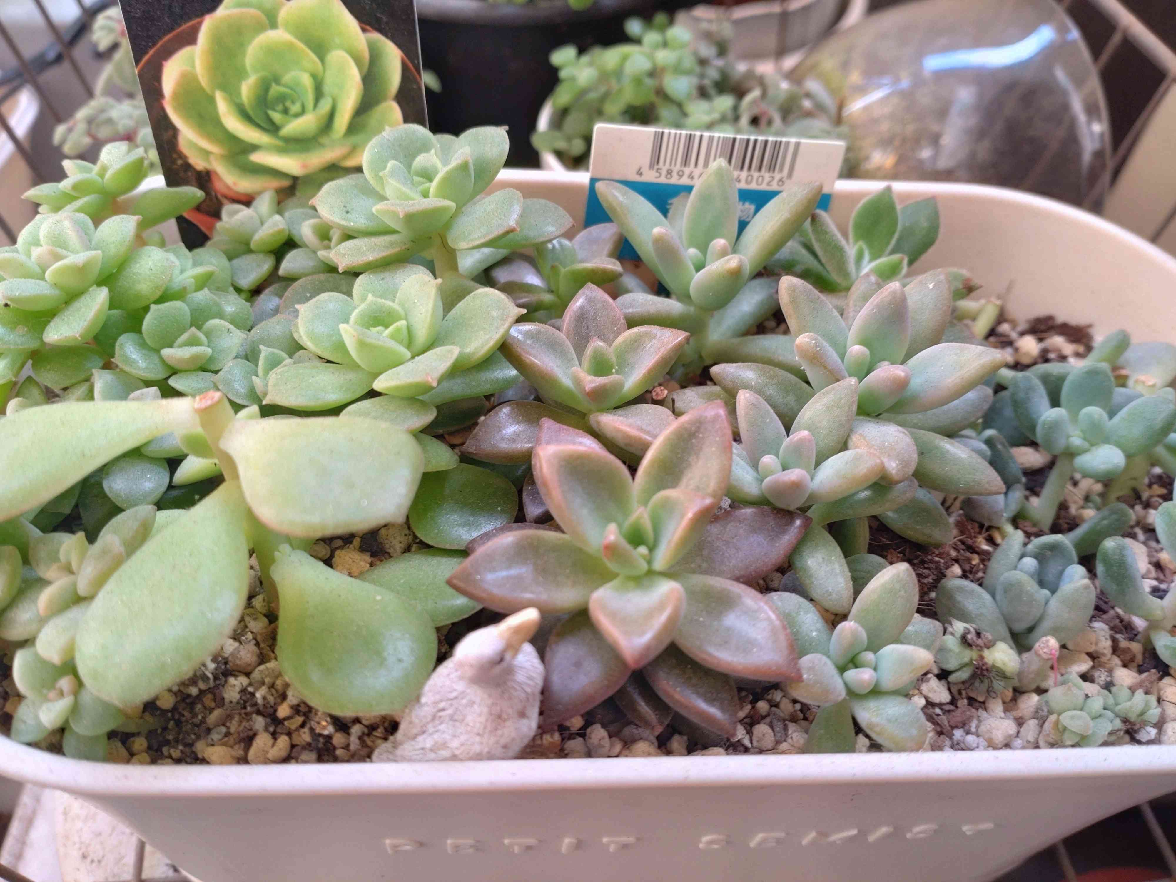 徒長多肉を救出【2023】｜🍀GreenSnap（グリーンスナップ）