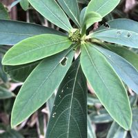 ミツマタ,ミツマタ,花のある暮らし,お写ん歩,平和を願う☆の画像