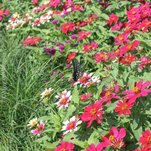 散歩,庭園,花いろいろ,ばら 薔薇 バラ,広い庭の画像