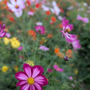 コスモス,日本庭園,浜離宮恩賜庭園,やさしさに包まれて,癒された植物の画像