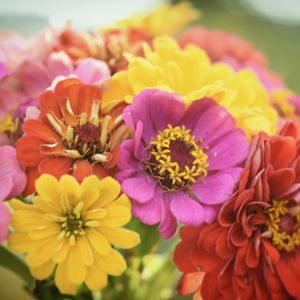 ジニア,百日草,庭の花,植中毒,岩手県の画像