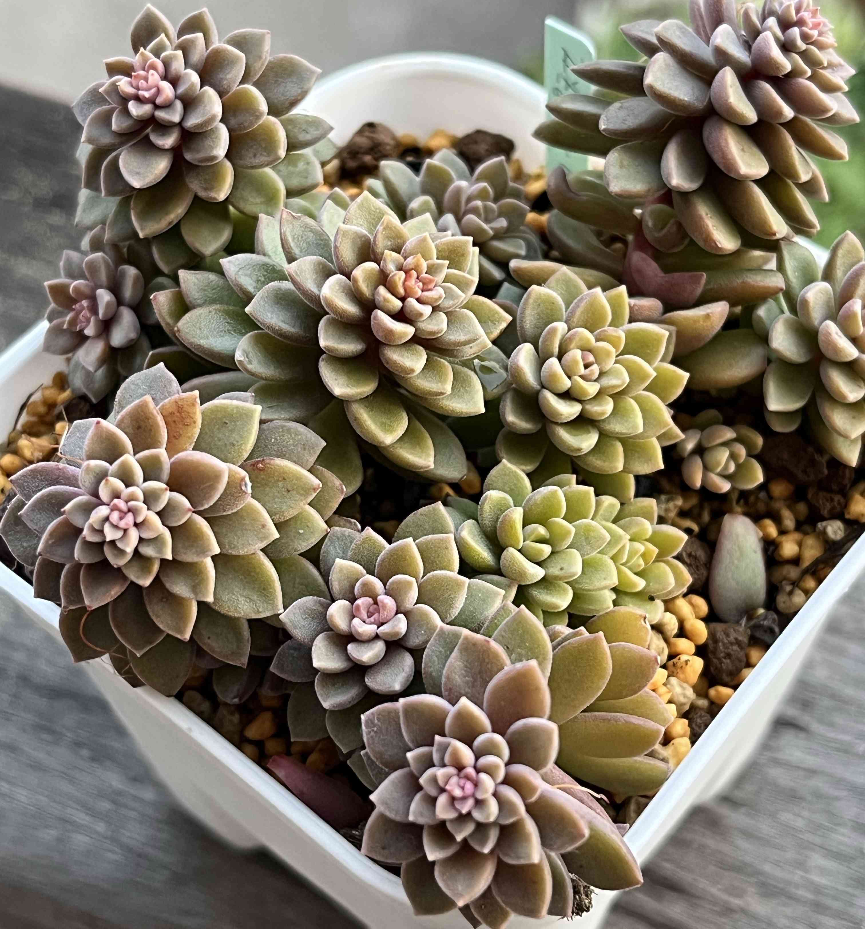 スプリングワンダー×銀天女の一覧｜🍀GreenSnap（グリーンスナップ）