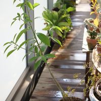 バオバブ,アダンソニア ディギタータ,観葉植物,鉢植え,ベランダガーデンの画像