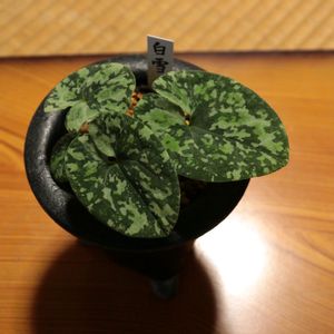 和風,観葉植物,鉢植え,ガーデニング,山野草の画像