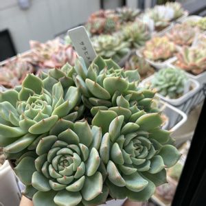 沙羅姫牡丹,サラ姫ボタン丼,サラ姫ボタン丼,癒される,no green no lifeの画像