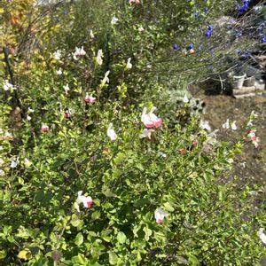 ハーブ,ガーデニング,庭の花,白い花,青い花の画像