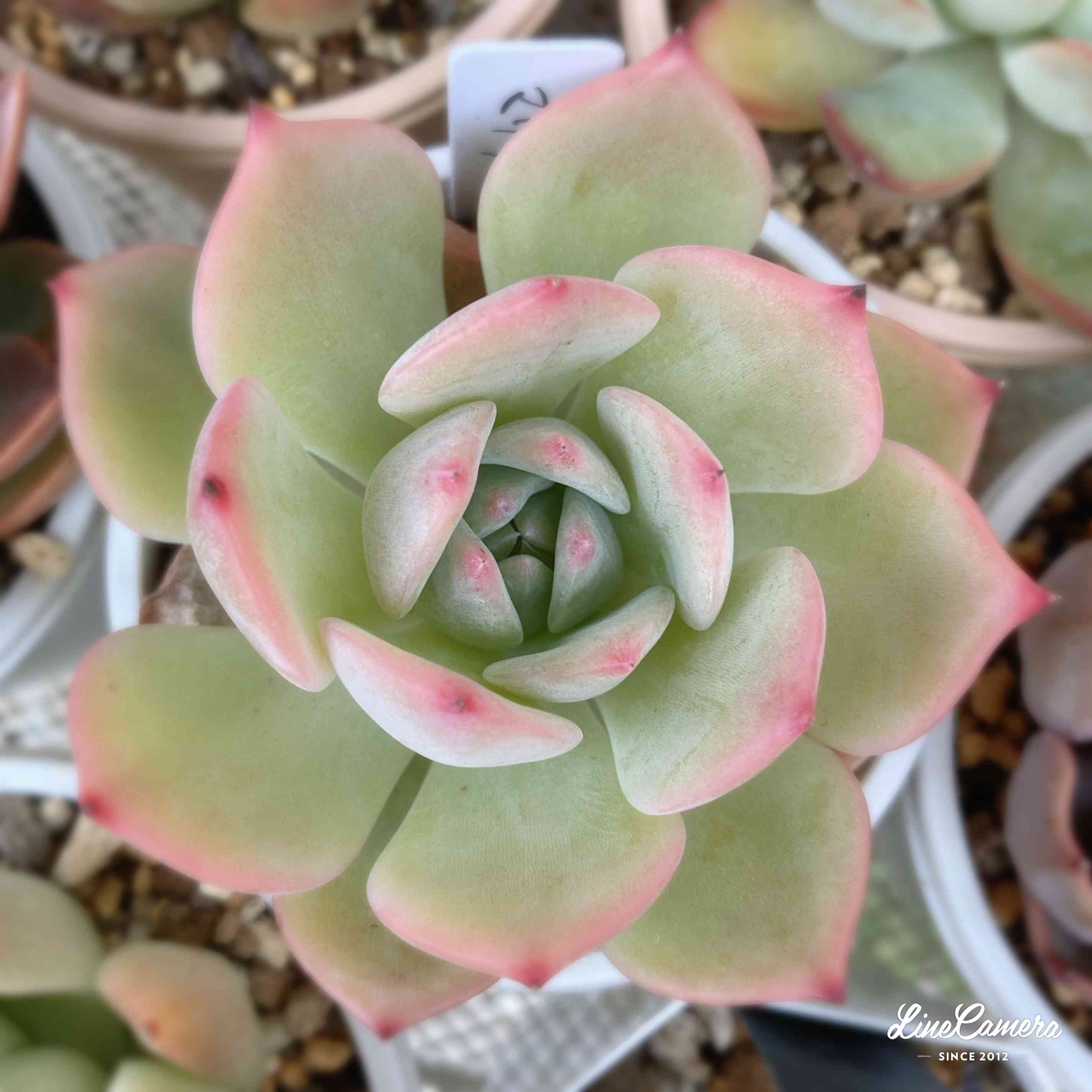 渥美園芸苗の一覧｜🍀GreenSnap（グリーンスナップ）