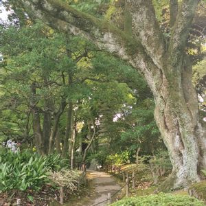 日本庭園,旧古河庭園散歩の画像