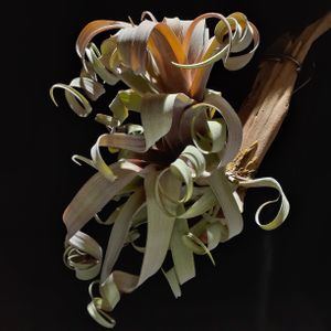 T.novakii × T.pruinosa 'Columbia',エアプランツ,エアプランツ チランジア,エアプランツ   ティランジア, チランジアの画像