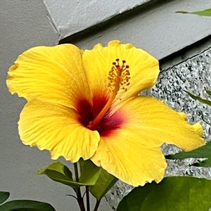 ハイビスカス　サマーブリーズ　サニーウィンド,癒される,美しい,花のある暮らし,まだ咲いてますの画像