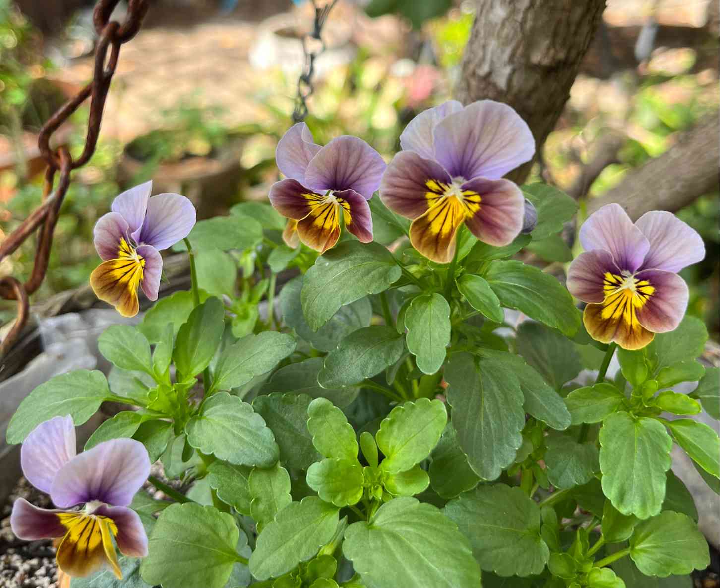 おかーしゃお迎えビオラ2023&2024 Part❶No.1〜25｜🍀GreenSnap