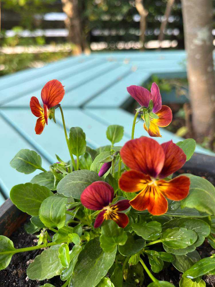 おかーしゃお迎えビオラ2023&2024 Part❶No.1〜25｜🍀GreenSnap