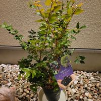 ジャボチカバ,鉢植えの画像