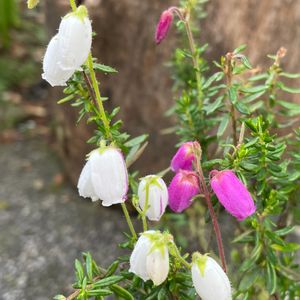 絞り咲ダボエシア,ダボエシア,常緑小低木,ピンク系のお花,白系のお花の画像