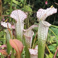 サラセニア レウコフィラ,食虫植物,食虫植物 サラセニアの画像