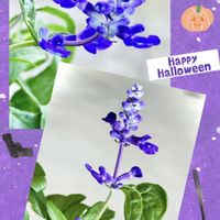 ブルーサルビア,シソ科,ハッピーハロウィン,紫色の花,ビロードみたいの画像