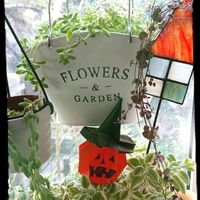 ベビーサンローズ,ベビーサンローズ,虹の玉（セダム属）,虹の玉（セダム属）,たまつづりの画像