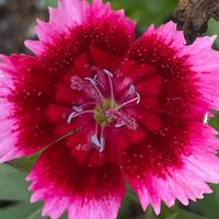 ナデシコ,アメリカナデシコ,花壇,ガーデニング,山野草の画像