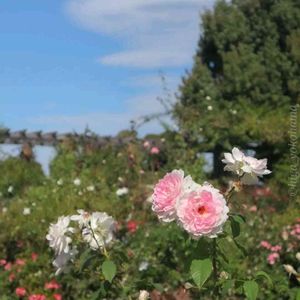 散歩,庭園,花いろいろ,ばら 薔薇 バラ,広い庭の画像